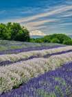 Lavender fields near the town of Zillah and a view of Mt Adams Art Print